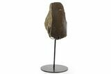 Fossil Dinosaur Bone Section w/ Metal Stand - Texas #377867-1